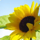 Sunny Flower thumbnail